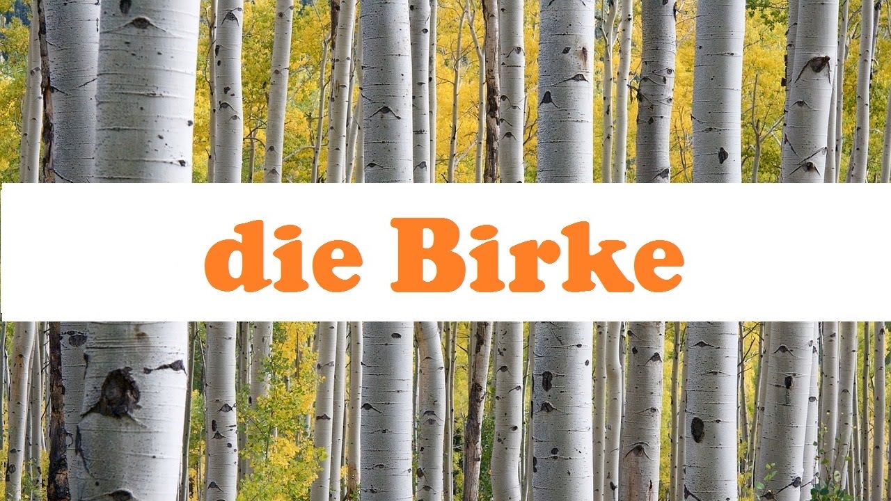Die Birke ☆ Baumwissen