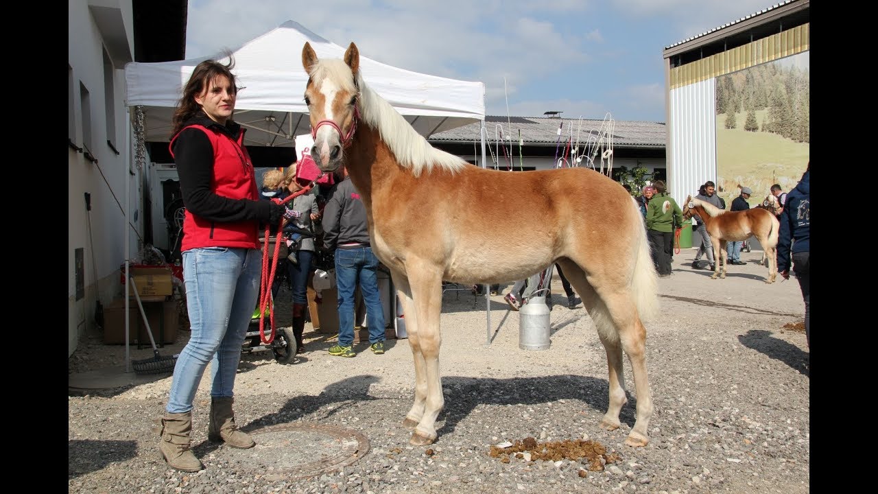 Tiroler Haflinger Stutfohlen Auktion 2018