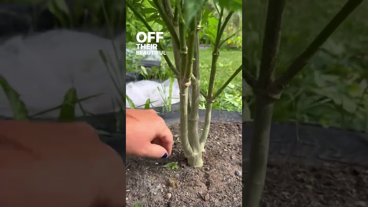 How To Manage Cannabis Plants Once They Begin BUDDING
