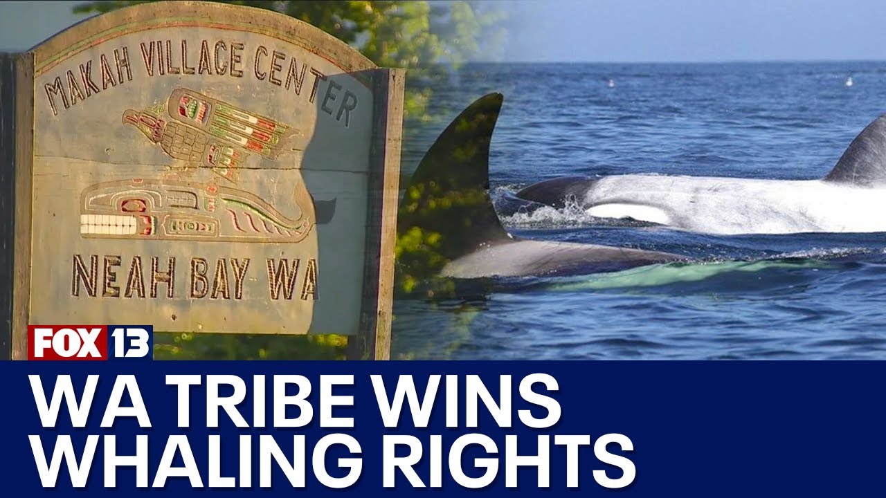 Makah Tribe wins whaling rights waiver | FOX 13 Seattle