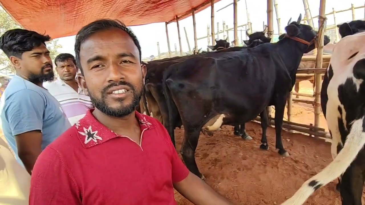 রাজশাহী সিটি হাট ২৫/০২/২০২৬ বুধবার রিয়েল বাজার আপডেট পার্ট=০২