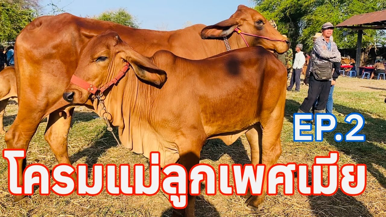 EP.2 #โคมแม่ลูกเพศเมีย #ราคาวัววันนี้ 15มีนาคม 2569 #ตลาดวัวอำเภอสมเด็จจังหวัดกาฬสินธุ์ #cow #animal