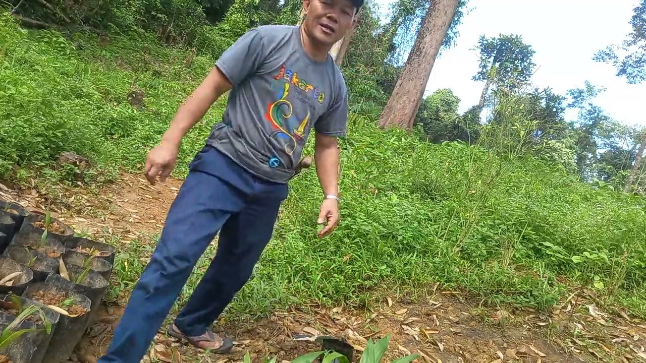 Pemberian racun semut dan serangga