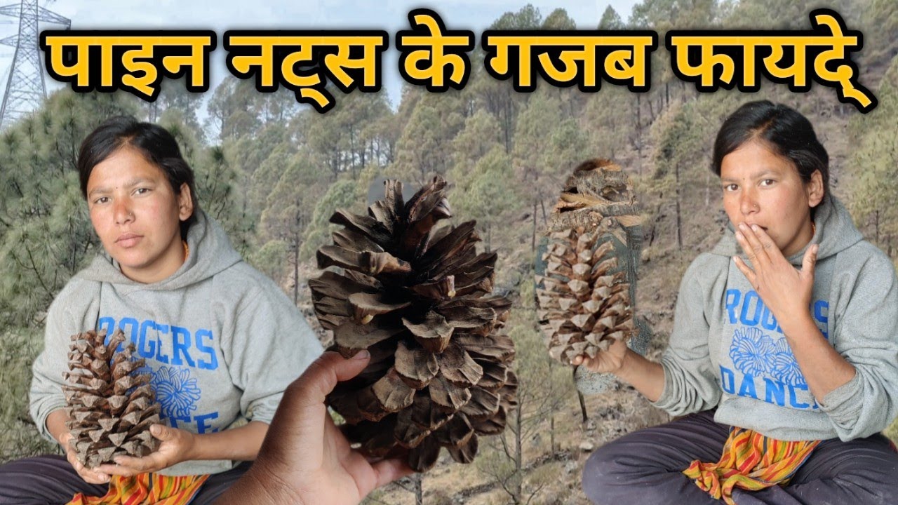 Pine Nuts Benefits in Hindi | पाइन नट्स खाने के फायदे | Pahari Lifestyle Vlog ||  SushmitaAswalUk11|