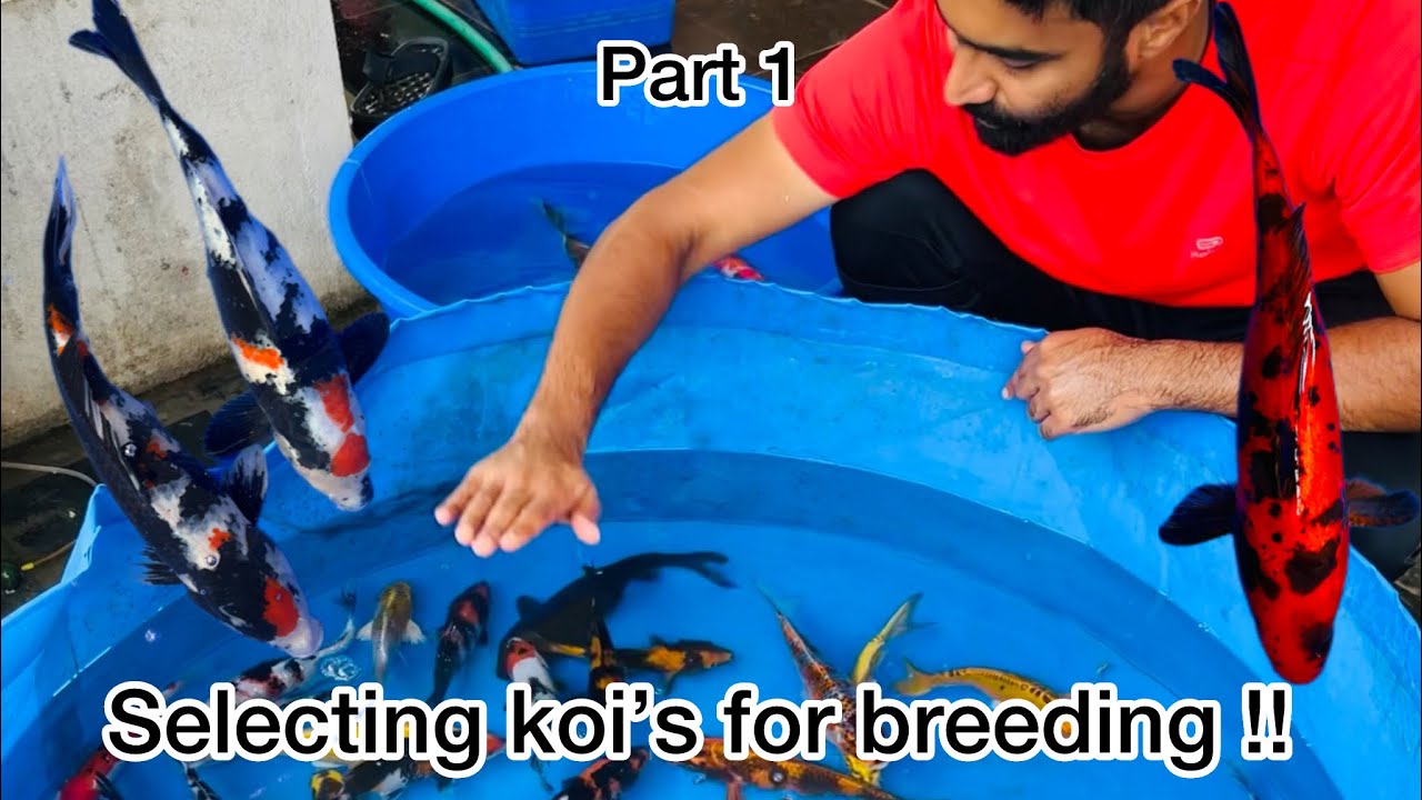 Selecting koi fishes for breeding !! Part one !! Jumbo koi !!