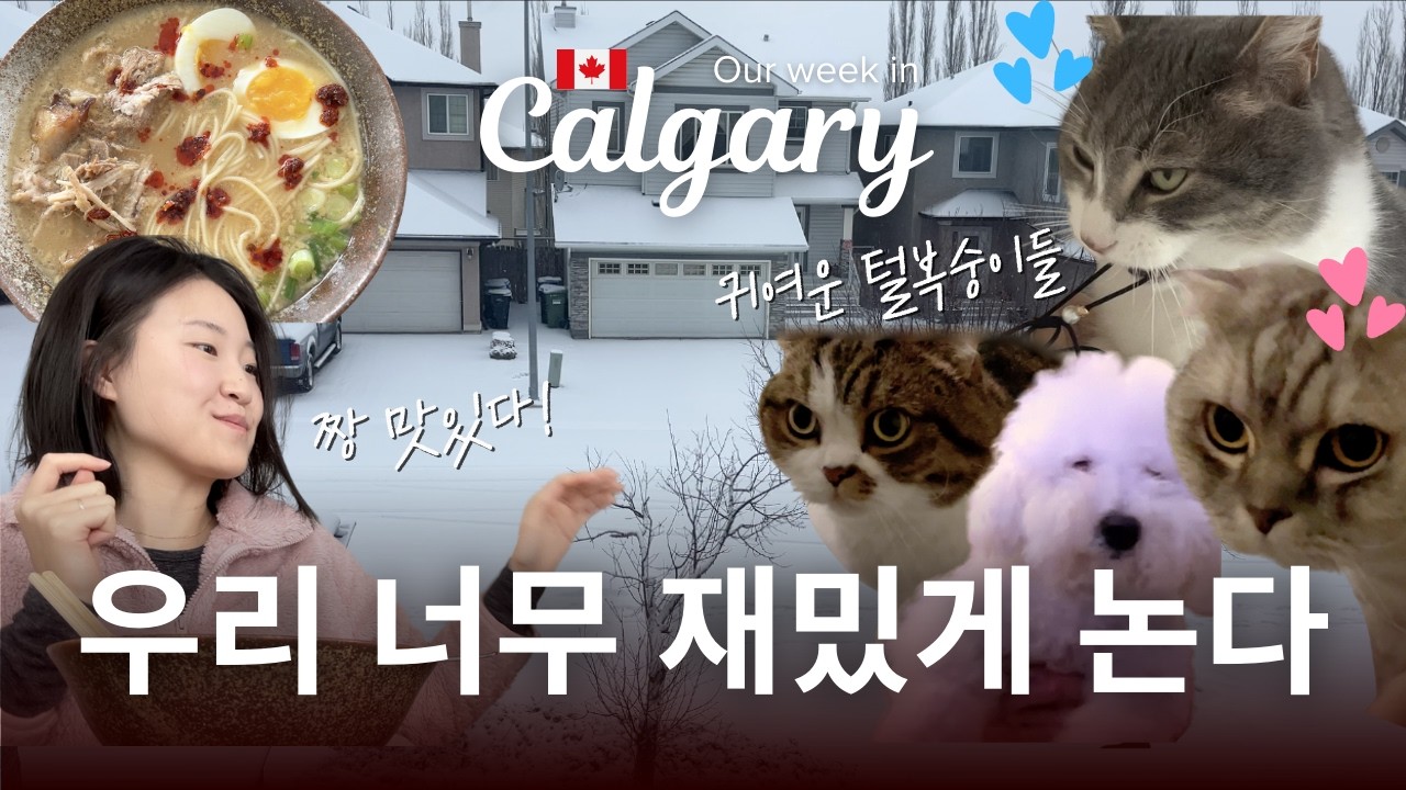 Vlog | 새로운 고양이들의 입주, 지루한 캘거리지만 행복해 🇨🇦 New Cats Moving In Life in Calgary May Be Quiet, But Happy
