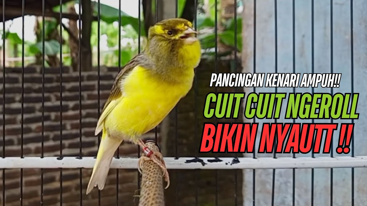 SUARA Kenari GACOR PANJANG Pancingan & masteran Kenari Paud AGAR gacor AMPUH Kenari MACET bunyii