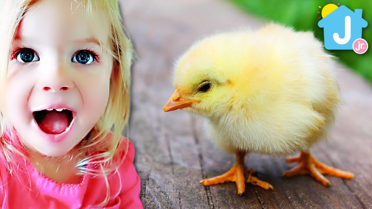 🐣Baby Chicks!