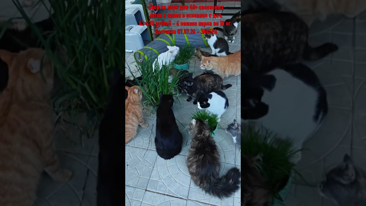 Для помощи &zwnj;СБ 5336 6901 6946 5830 или активная ссылка в описании профиля #кот #помощьбездомным