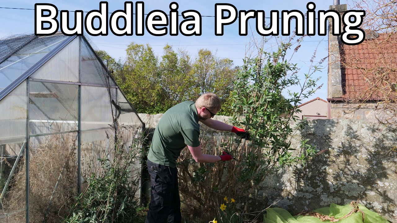 How To Prune Buddleia