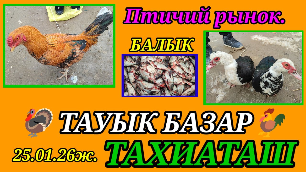 ТАУЫК БАЛЫК БАЗАР ПТИЧИЙ РЫНОК  РЫБ #тахиаташ#каракалпакистан#бахалары#цены#куры#утки#индюки#петуха 