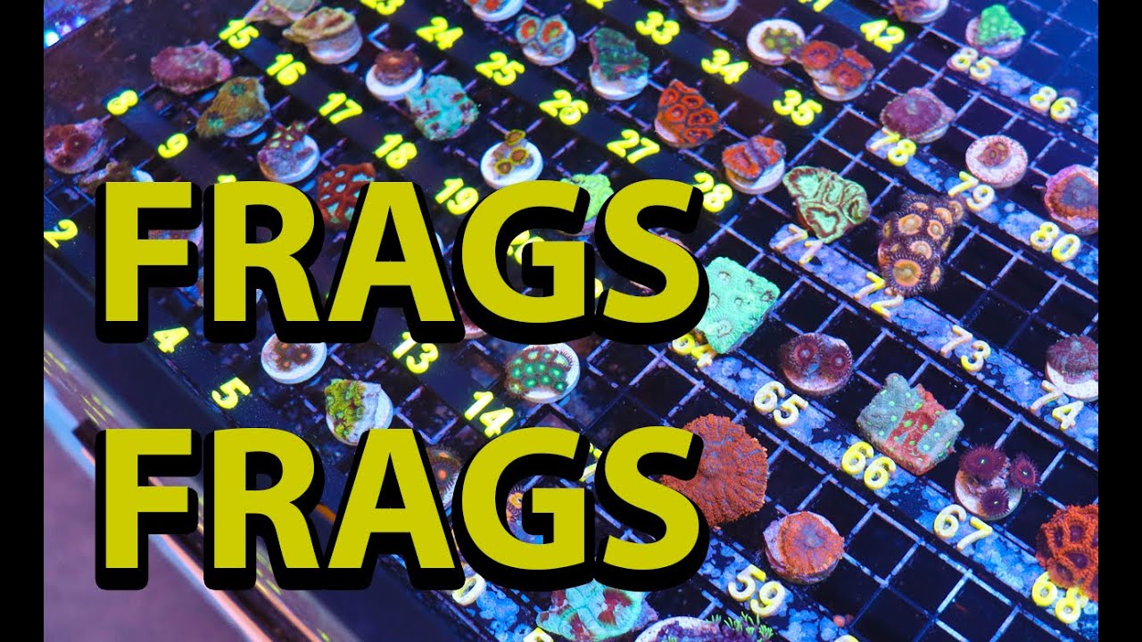 Прохождение Coral Frag Tank