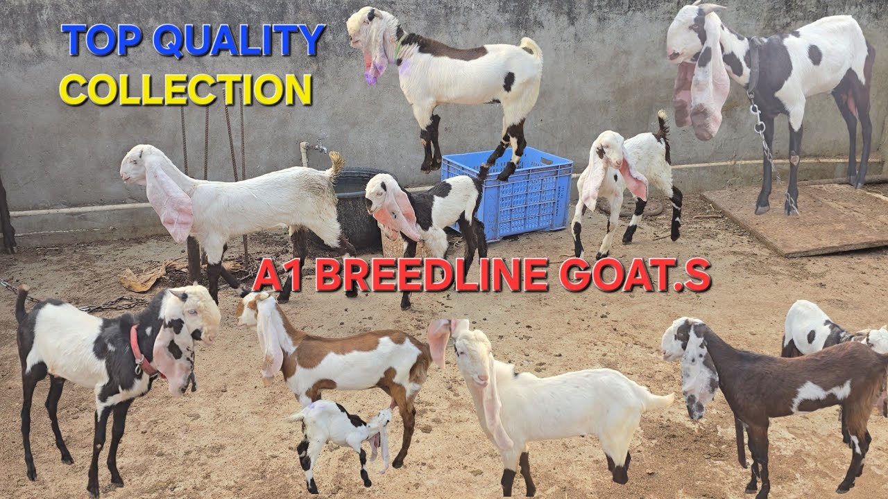 Hyderabadi Breedline Goats Top Quality Collection Available in hyderabad 