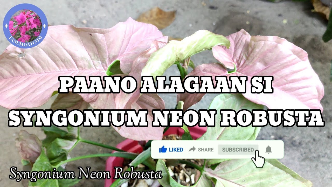 HOW TO CARE SYNGONIUM NEON ROBUSTA?