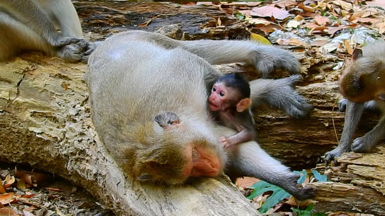 P@@r Tiny Baby Monkey Trying To Ask Milk From Mom Finally Paid Off | Baby Monkey Surprising Reaction