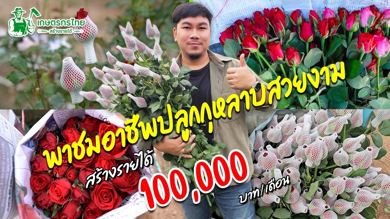 พาชมอาชีพปลูกกุหลาบสวยงาม สร้างรายได้ 100,000 บาท/เดือน #กุหลาบ #ปลูกกุหลาบ #เล็กครับ