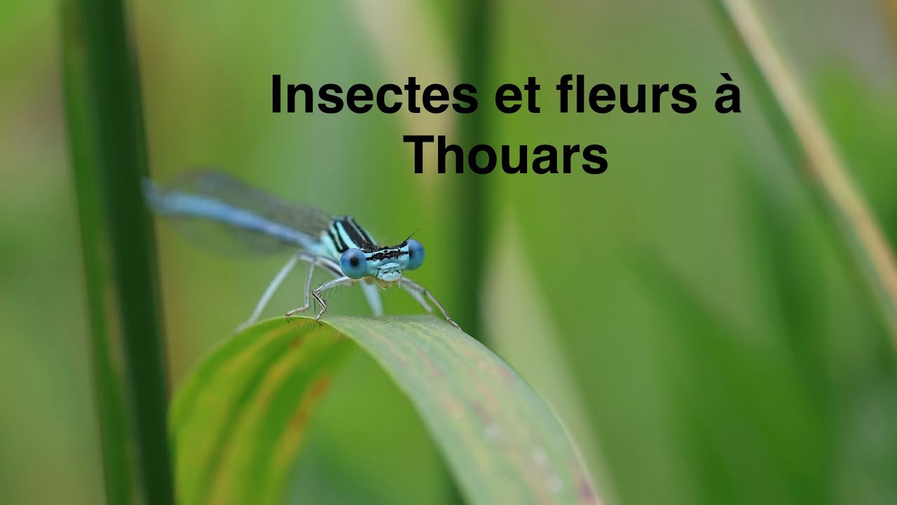 Macro-photographie au bord du Thouet
