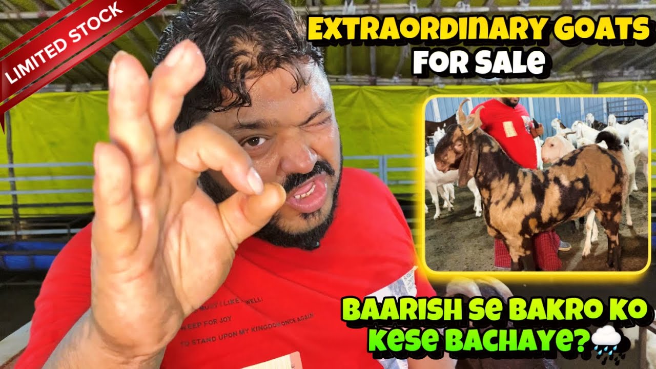 EXTREME QUALITY Goats for sale at ARMF Goat Farm| Barish ki bimariyo se Bakro ko kese bachaye