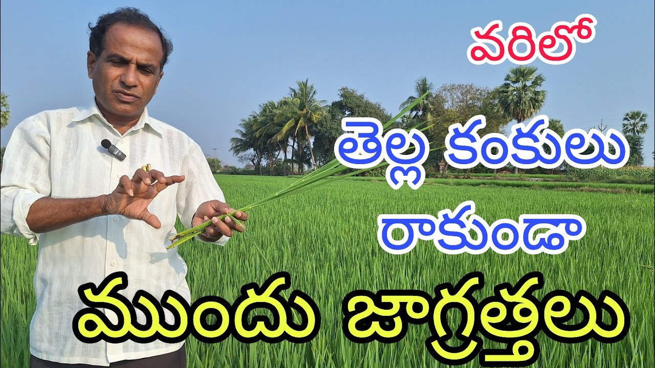 వరిలో తెల్ల కంకులు రాకుండా ముందు జాగ్రత్తలు|varilo thella kankula nivaarana|by karshaka nestham