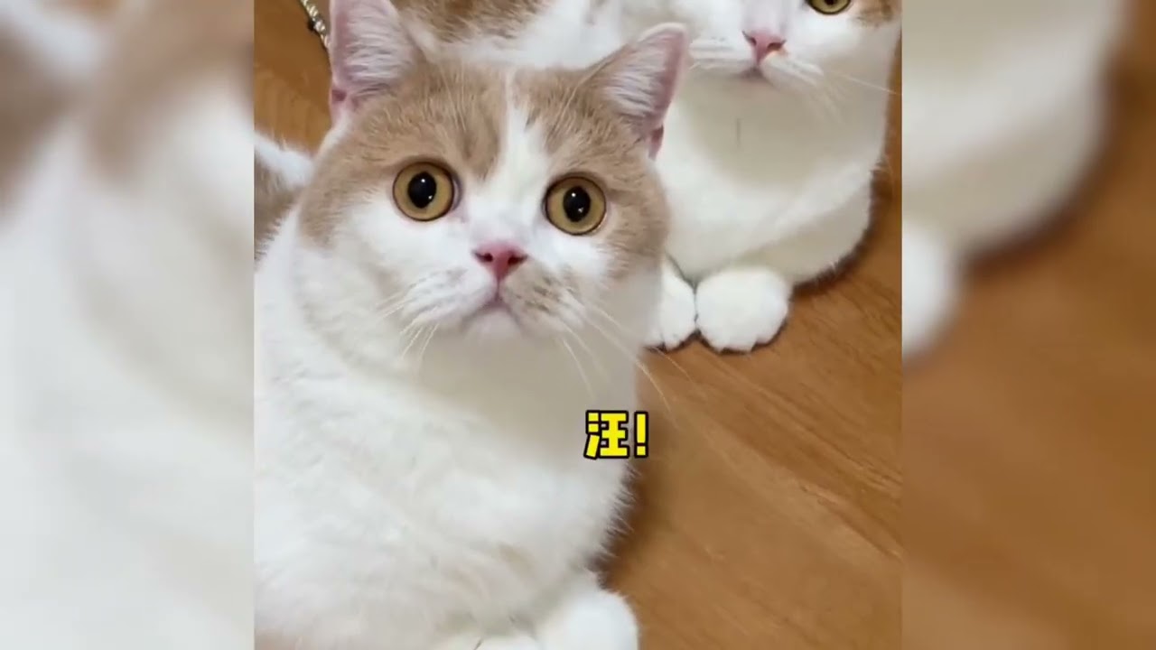 盘点那些会说话的猫咪，猫咪搞笑名场面。#记录猫咪日常