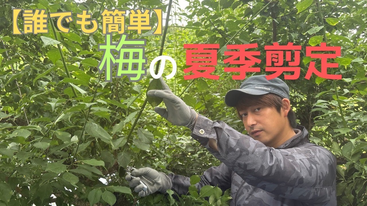 【梅の夏季剪定】誰でも簡単に沢山梅の実をつけるための剪定方法をご紹介！