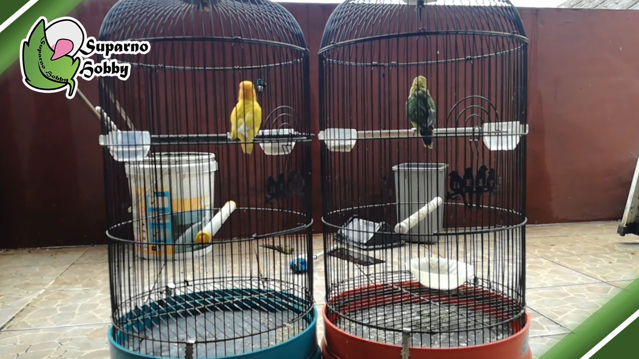 Cara Menjodohkan Lovebird (Gak Terlalu Sulit)