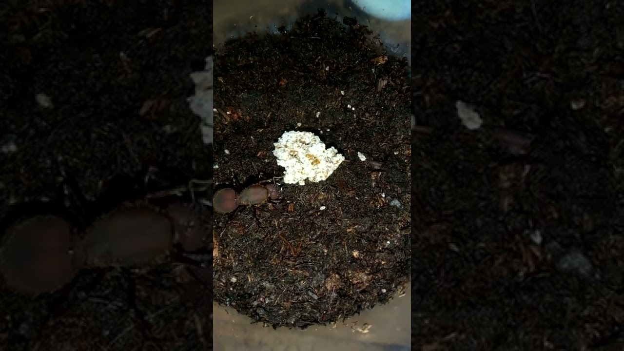 Primer avance de la colonia de Atta Mexicana