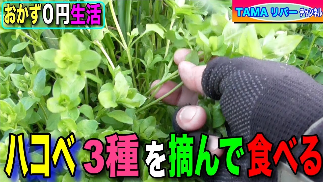 【おかず０円生活】ハコベ3種を摘んで食べる♪