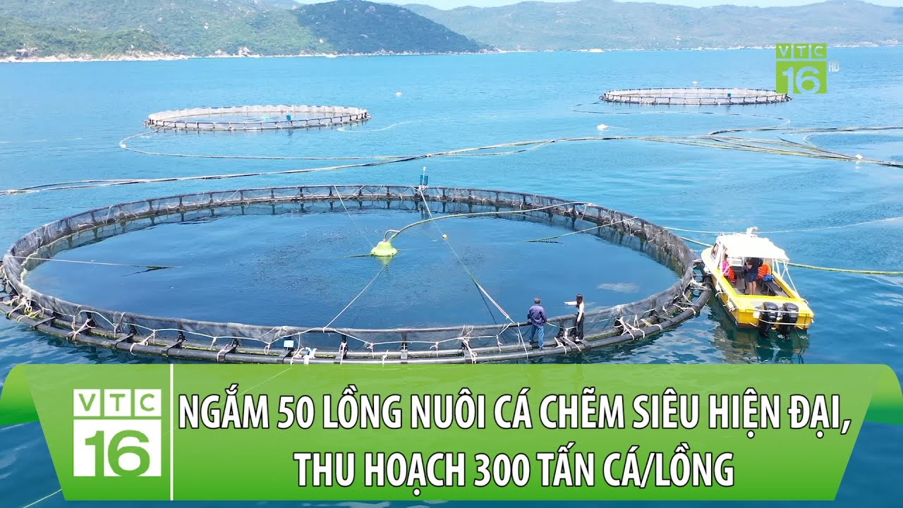 Ngắm 50 lồng nuôi cá chẽm siêu hiện đại, thu hoạch 300 tấn cá/lồng | VTC16