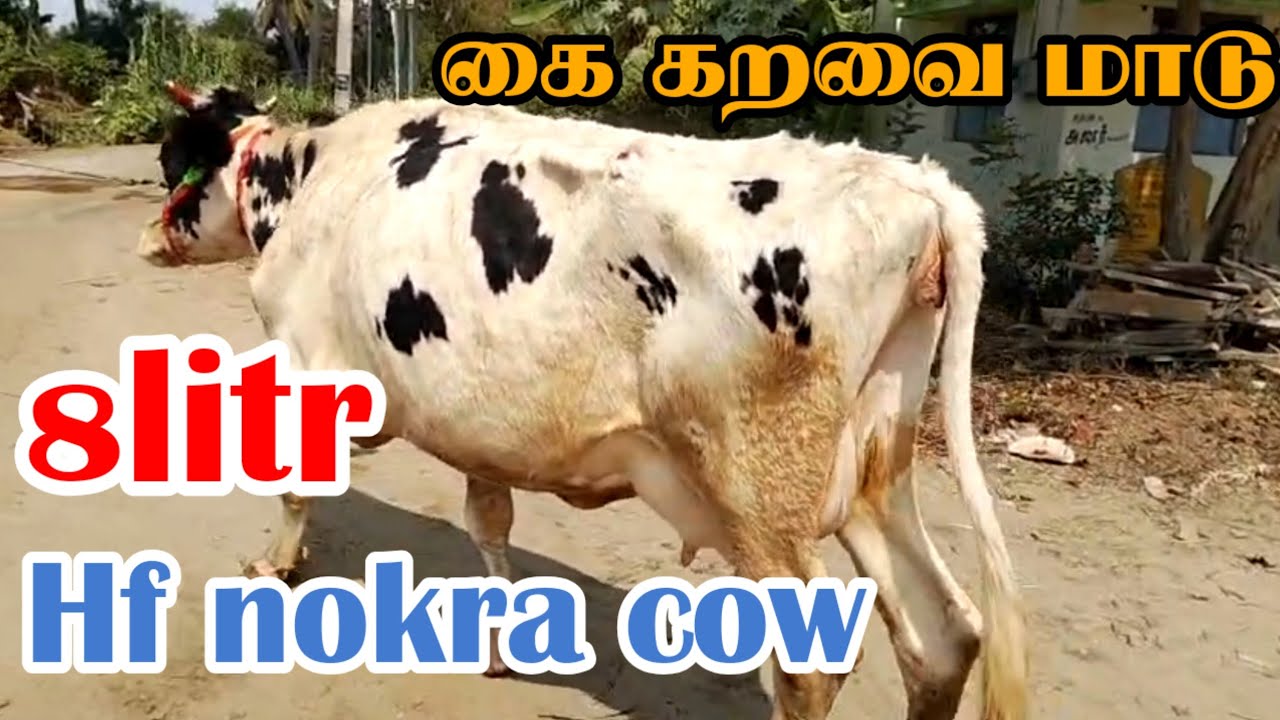 8litr கறவை கொண்ட hf nokra கை கறவை மாடு விற்பனைக்கு வந்துள்ளது மூன்றாம் ஈத்து மாடு #hfjersey #hfbreed