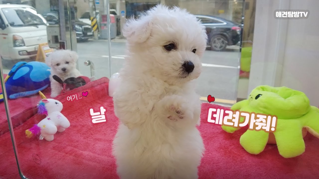 디자인바이펫 애견샵 강아지, 날 데려가줘!(푸들, 비숑편)
