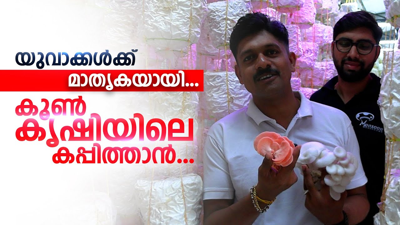 യുവാക്കൾക്ക് മാതൃകയായി... കൂൺ കൃഷിയിലെ കപ്പിത്താൻ... | എ ജെ നെറ്റ് കർഷകനൊപ്പം