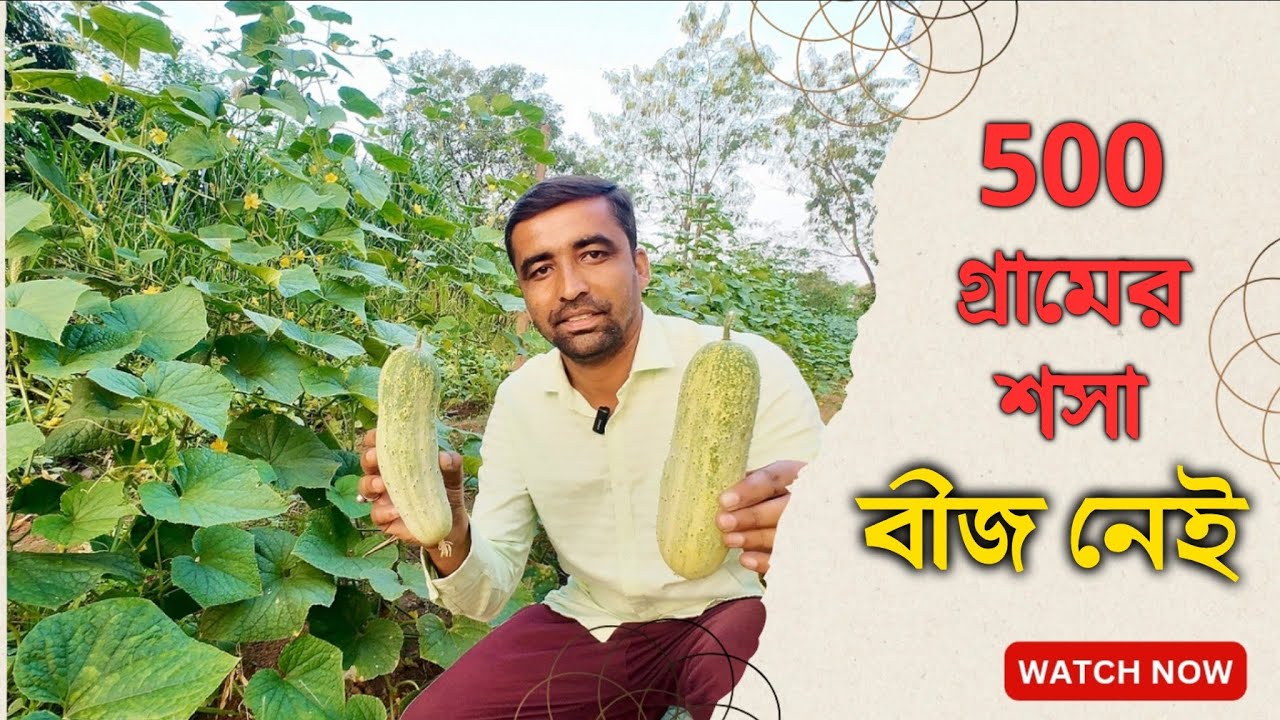 দেশি শসার অন্যতম একটি সেরা জাত। পশ্চিমবঙ্গ ও ঝাড়খণ্ডের ১ নং দেশি শসা/ কাঁকুড়