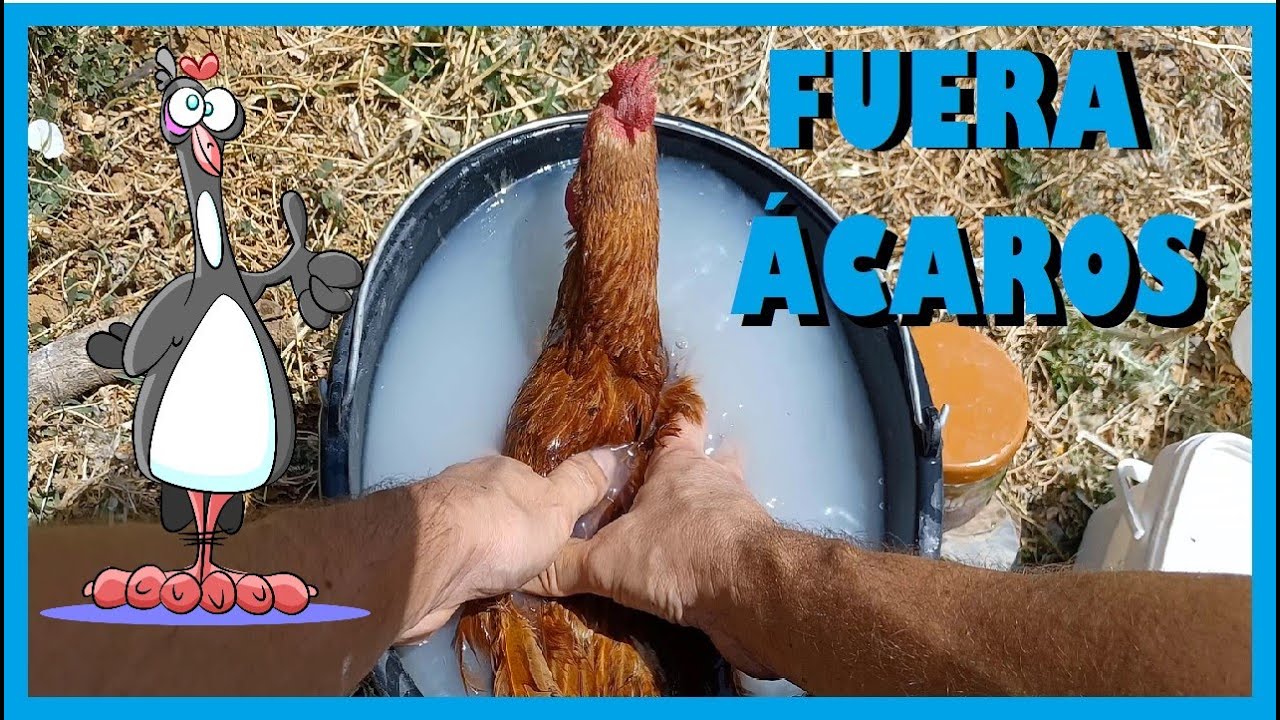 ✅ ELIMINA los PIOJOS y ÁCAROS de tus gallinas con este MÉTODO.✅✅ EFECTIVO , ECOLÓGICO Y NATURAL
