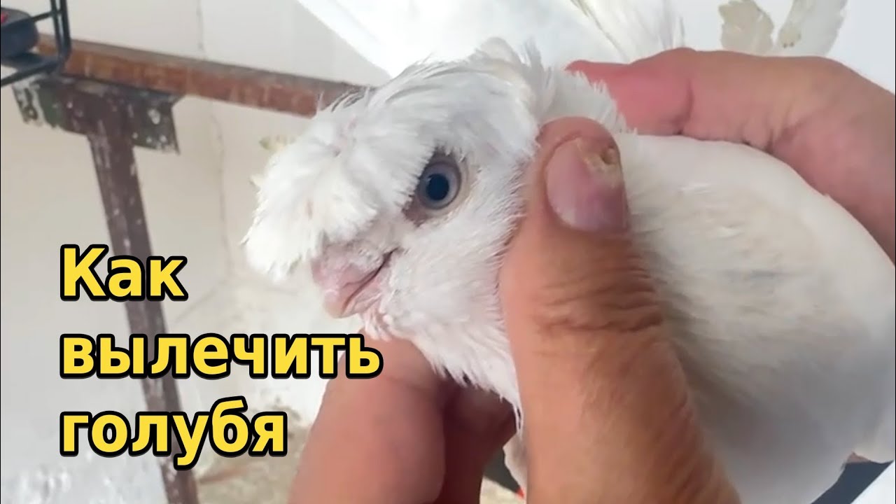 Как распознать первые признаки болезни и как их лечить | Здоровье голубя | Двухчубые голуби