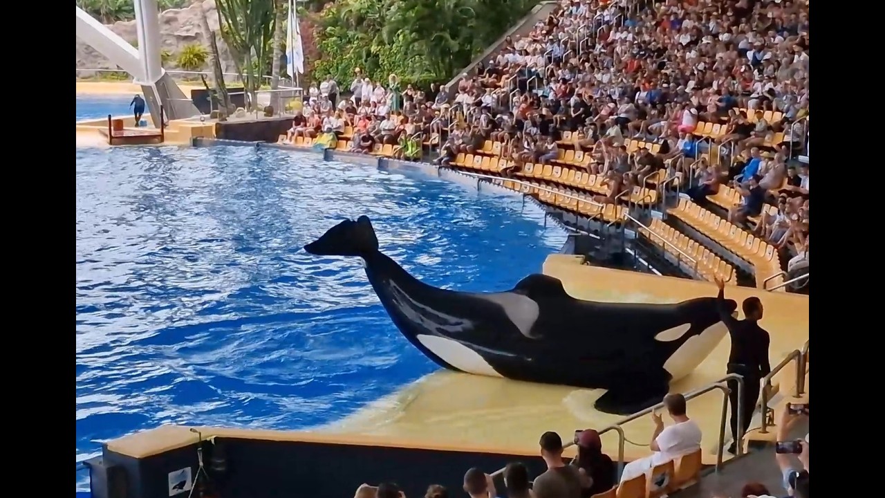 Spectacular Orca Show at Loro Parque - Orca Ocean