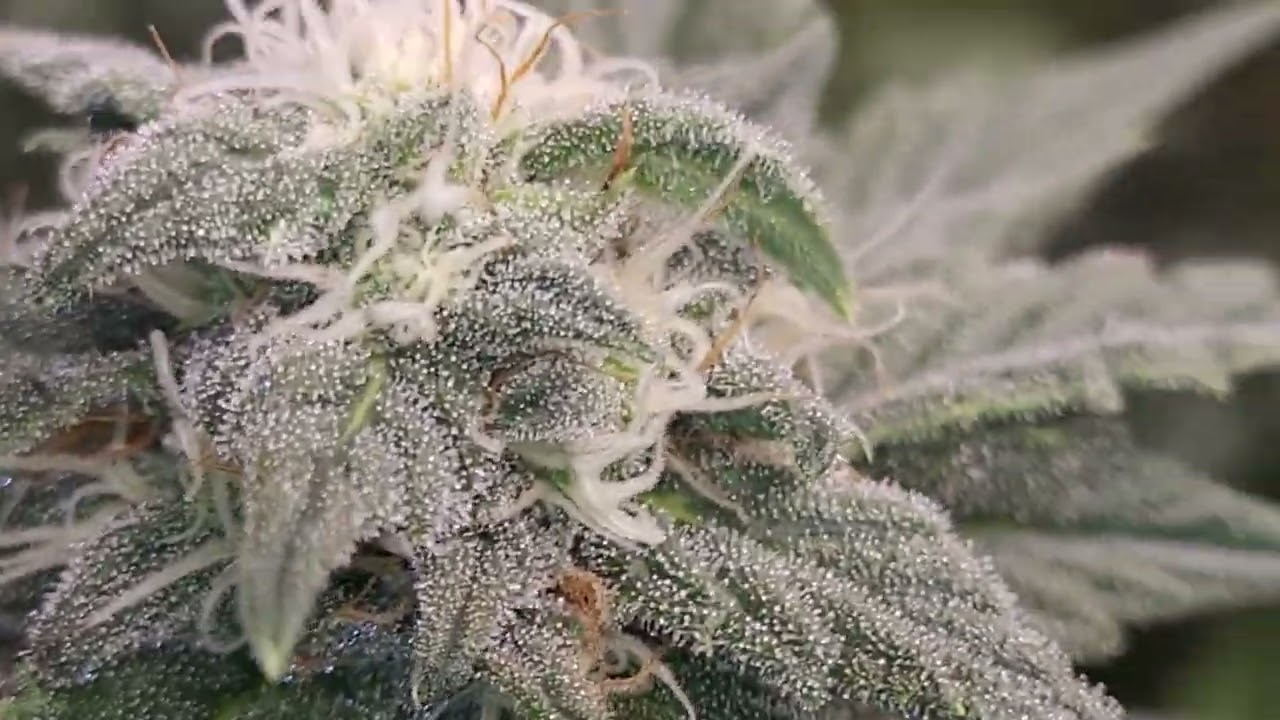 critical mass week 7 flower, pot of gold week 4 flower, cheese week 3 flower, white window week 2 f