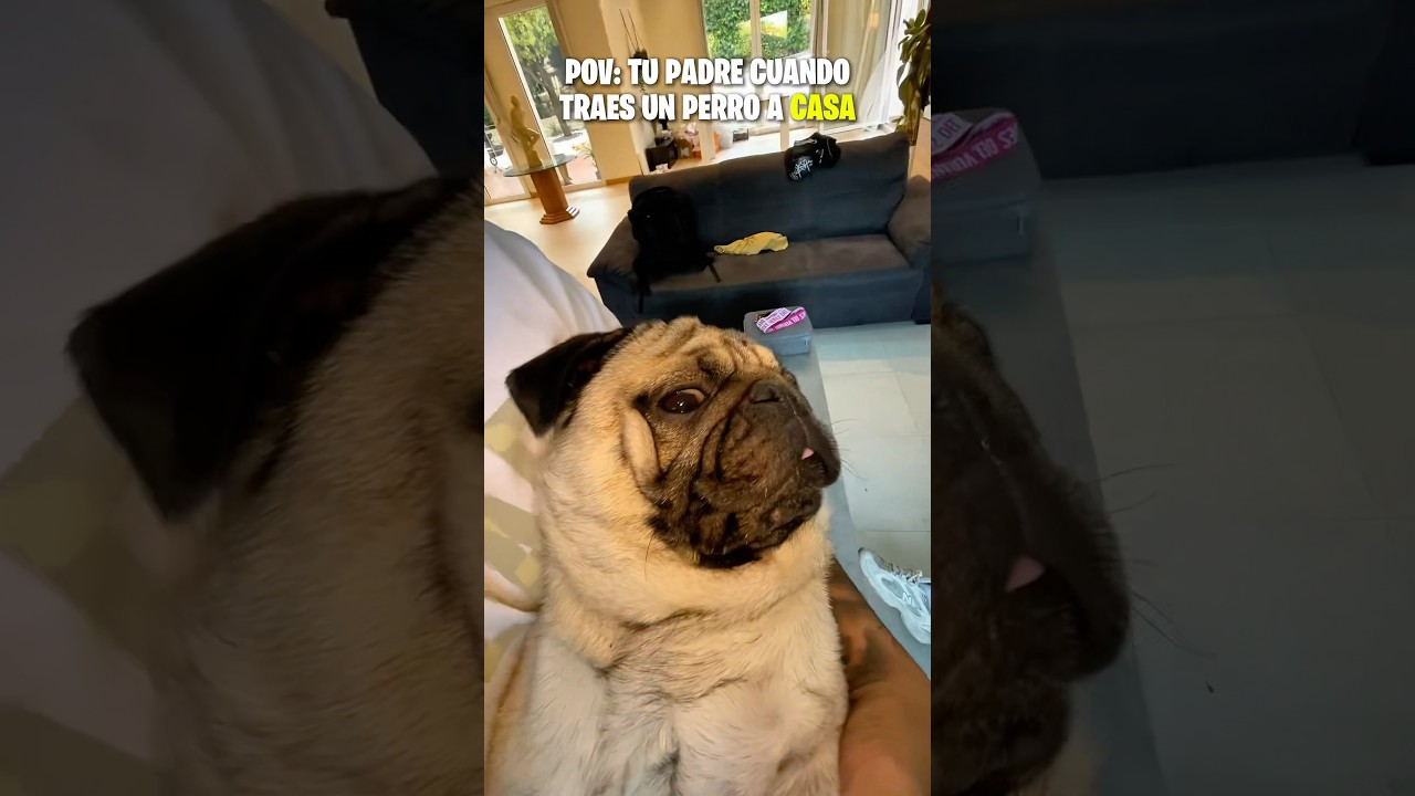 POV: tu padre cuando traes un perro a casa #humor #pov