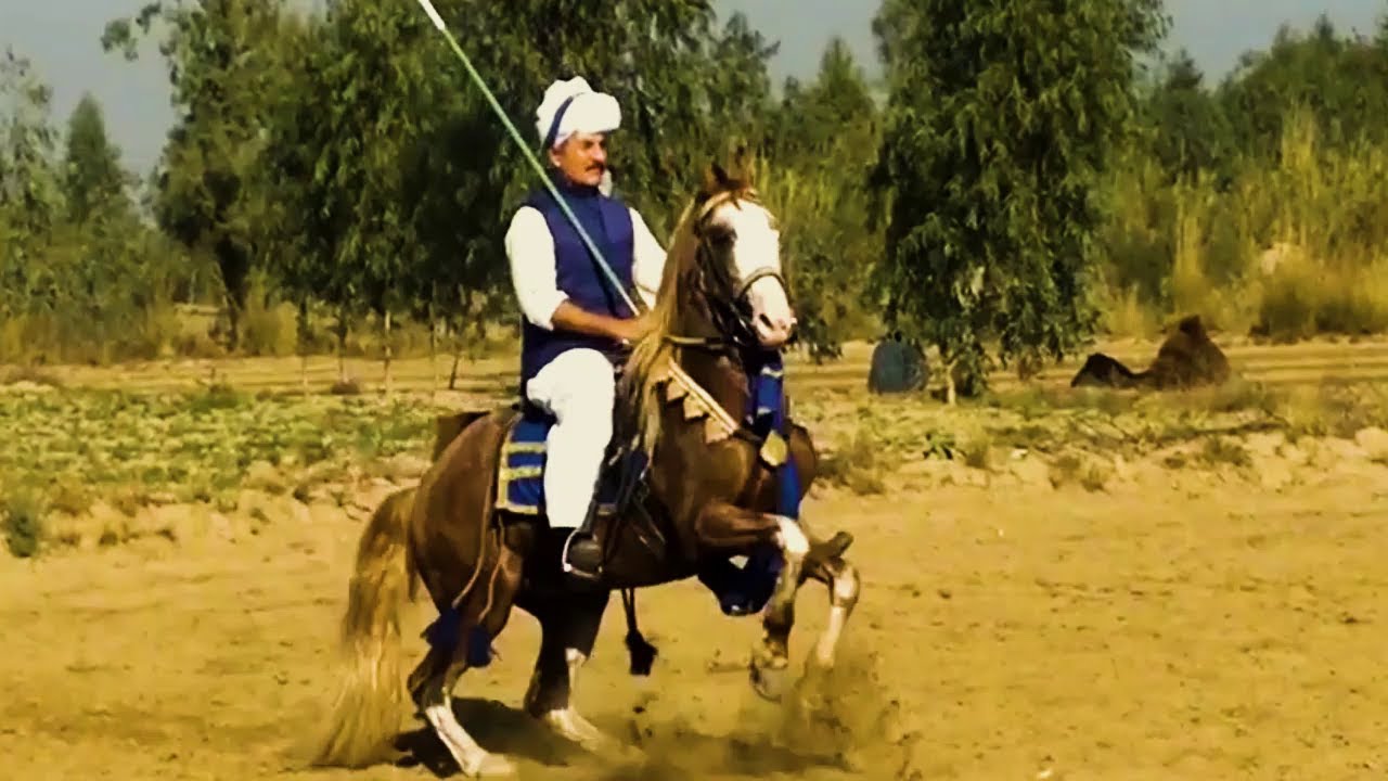 Most Beautiful Horse in the World || Neza Bazi || Khan Qamar Zaman Khan || Sajan Junior