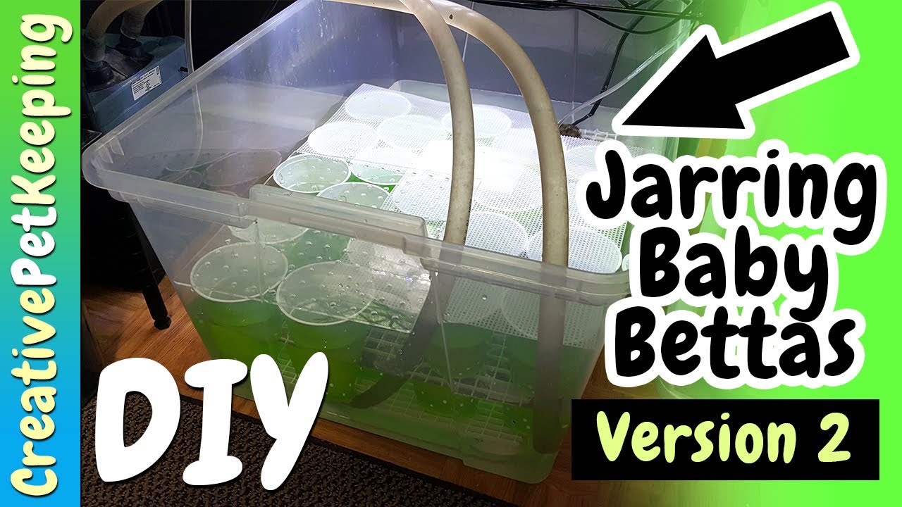 BIGGER... BETTER.. how to separate baby bettas 💚 | Baby Betta Jarring Prototype #2