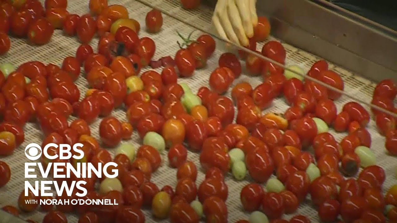 California farmers look to tomato crops as new source for producing clean drinking water