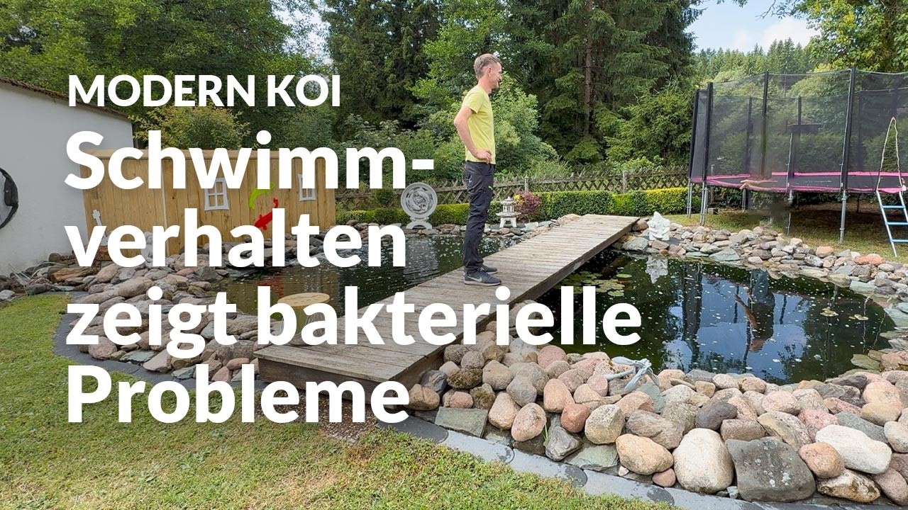 Mikes 20.000l Koiteich im Ablaich-Stress | Modern Koi Blog #7959