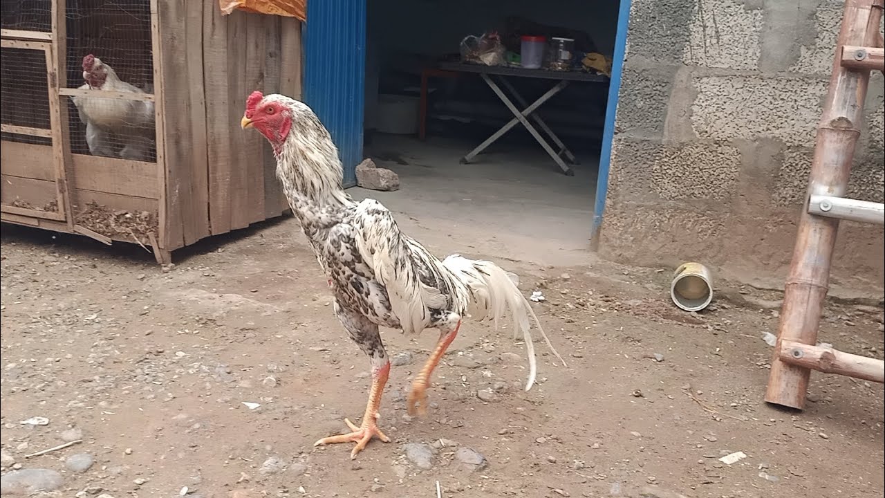 Kingshamo fighter Beautiful male#viralvideo #birds #foryou #youtubeshorts #youtube