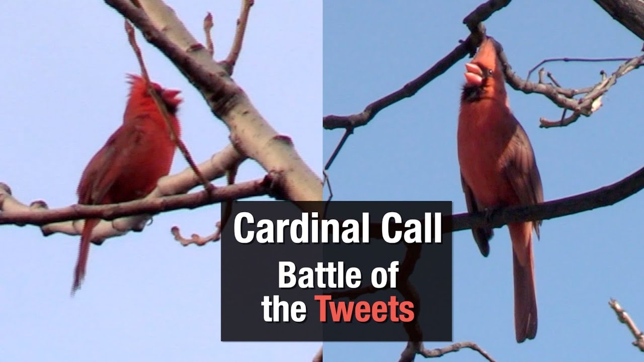 Cardinal Call - Battle of the Tweets