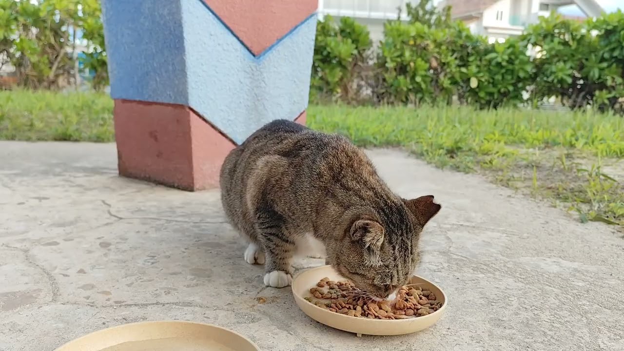 2025.12.27 猫巡り ビーチ猫のビビちゃんに美味しいカリカリと大好きなウェットフードを