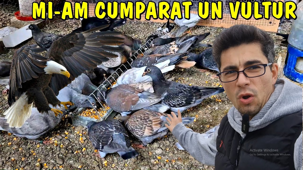 Viața la țară ❗ PROBLEME la turturelele aripă verde + am  cumpărat un VULTUR 🦅