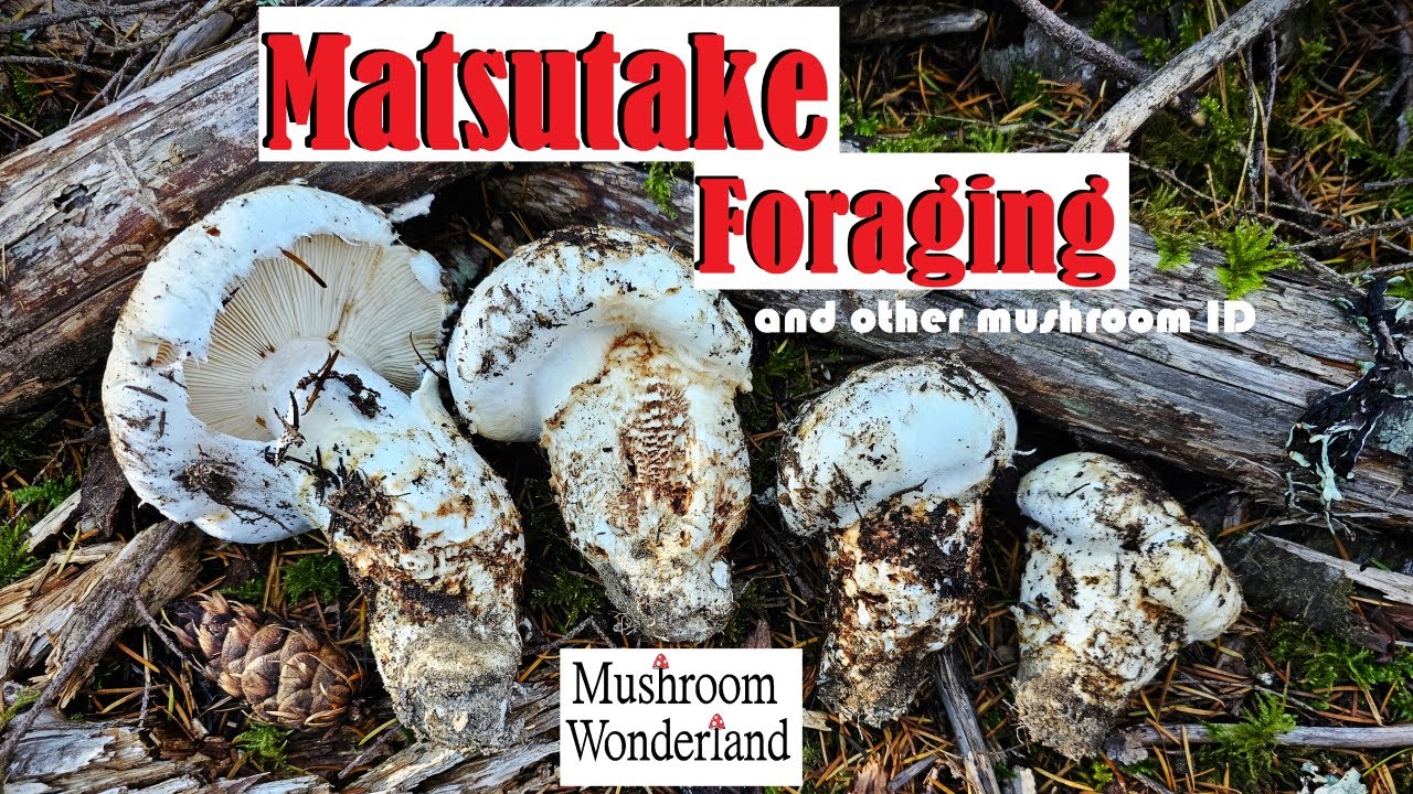 Matsutake Foraging and Habitat- and other mushroom ID