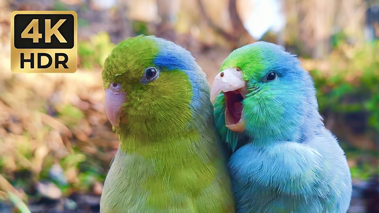 Relaxing Pacific Parrotlet Singing | Sweet Bird Sounds in Nature | 1 Hour Sleep & Study Ambience