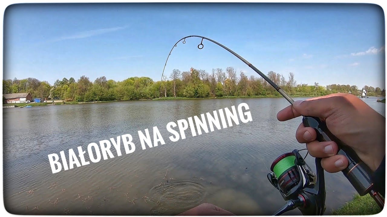 Białoryb na spinning // maj 2022