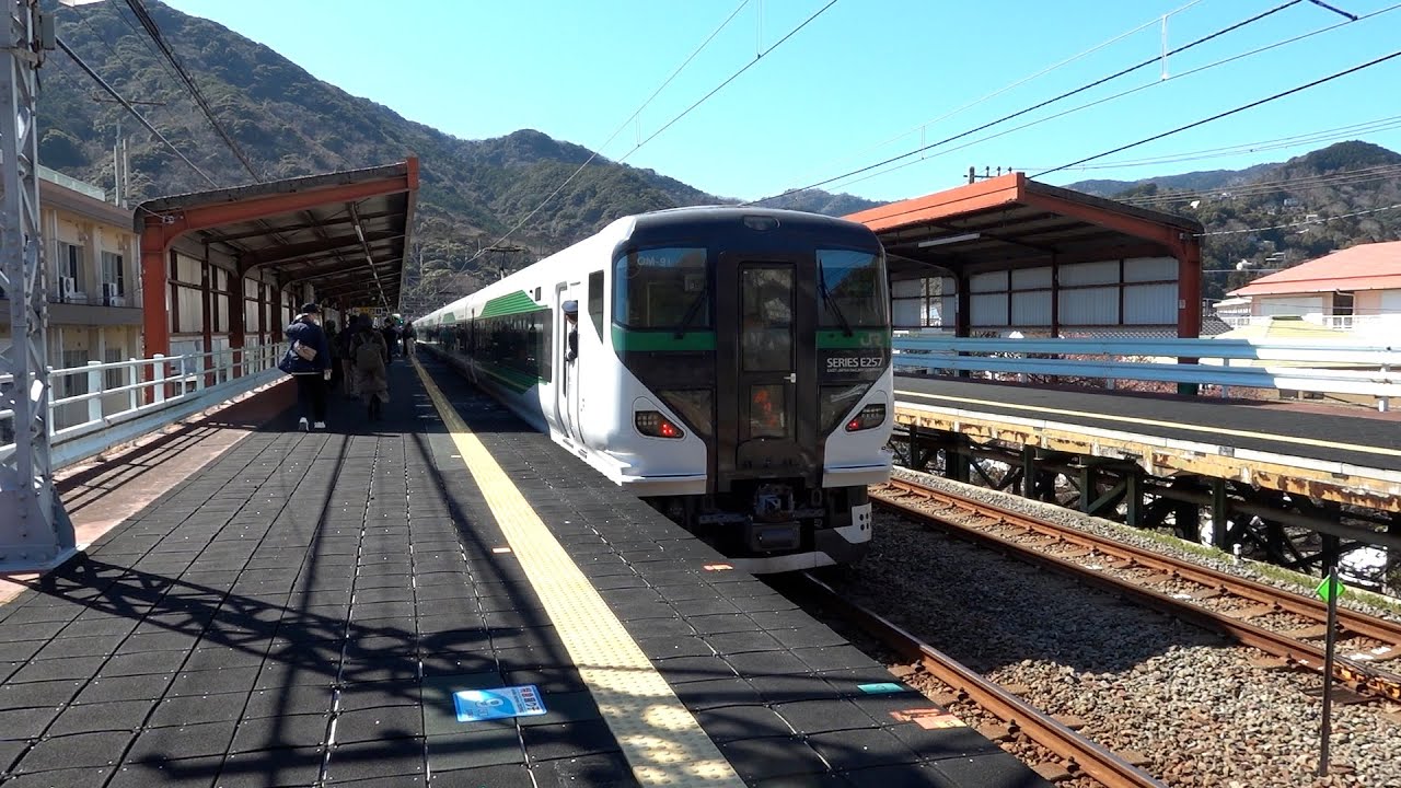Tokyo Day Trip (2025 Feb): Finding Kawazu Cherry Blossoms & Ekiben Journey